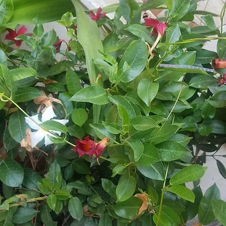 Διαμέρισμα Cataleya
